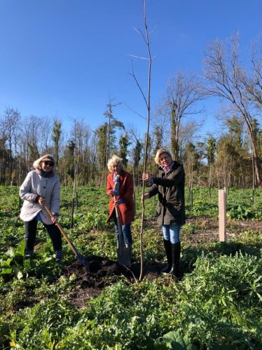 Die Baumpflanzung Nov 2020